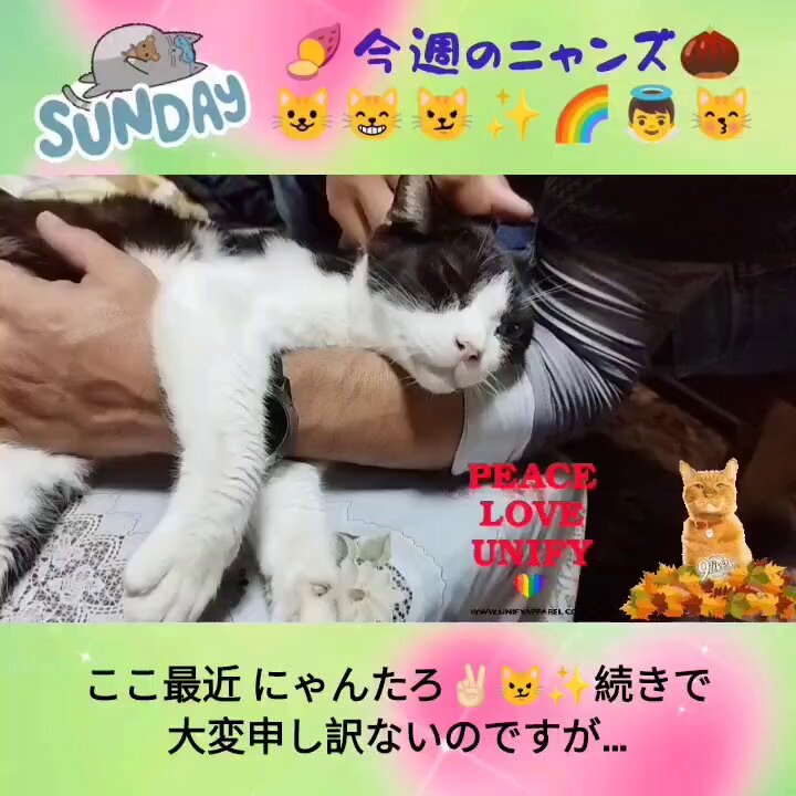 にゃんたろうです。ありがとうございます(^^) ほーむ - かぶきにゃんたろう