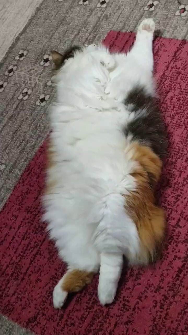 🌸三毛猫さくらの成長日記🌸 on X: 