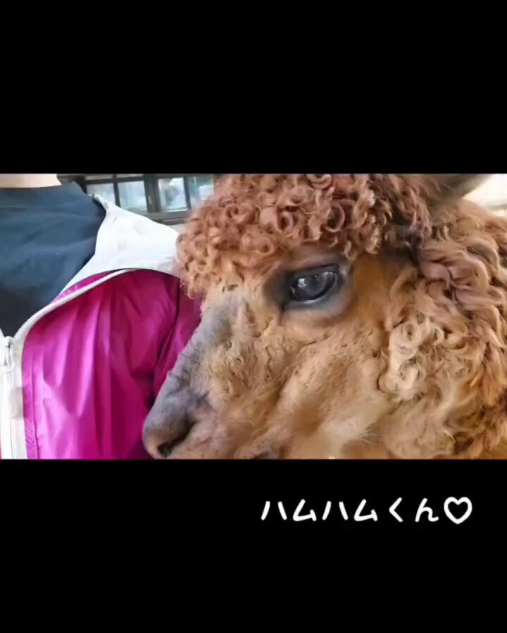 SαΙωα(サルワ) on X: 