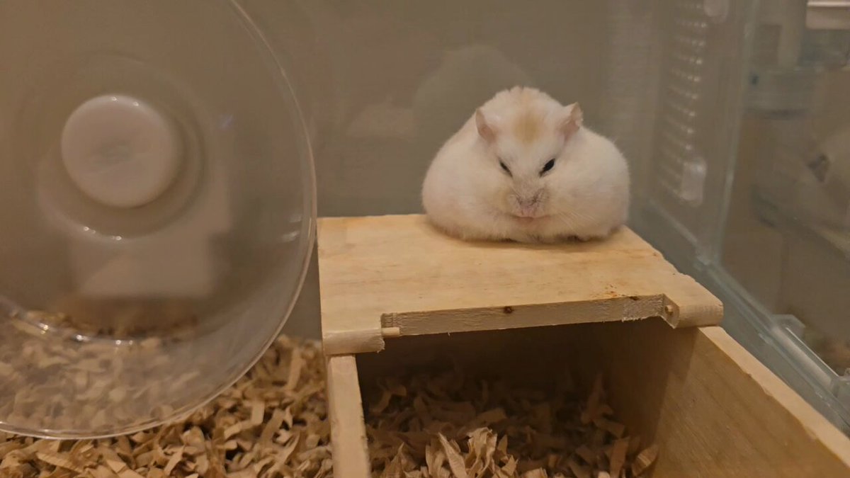 はむちゃん Amazon.co.jp: がんばれ同期ちゃん 7 よむ フルカラー : ホビー