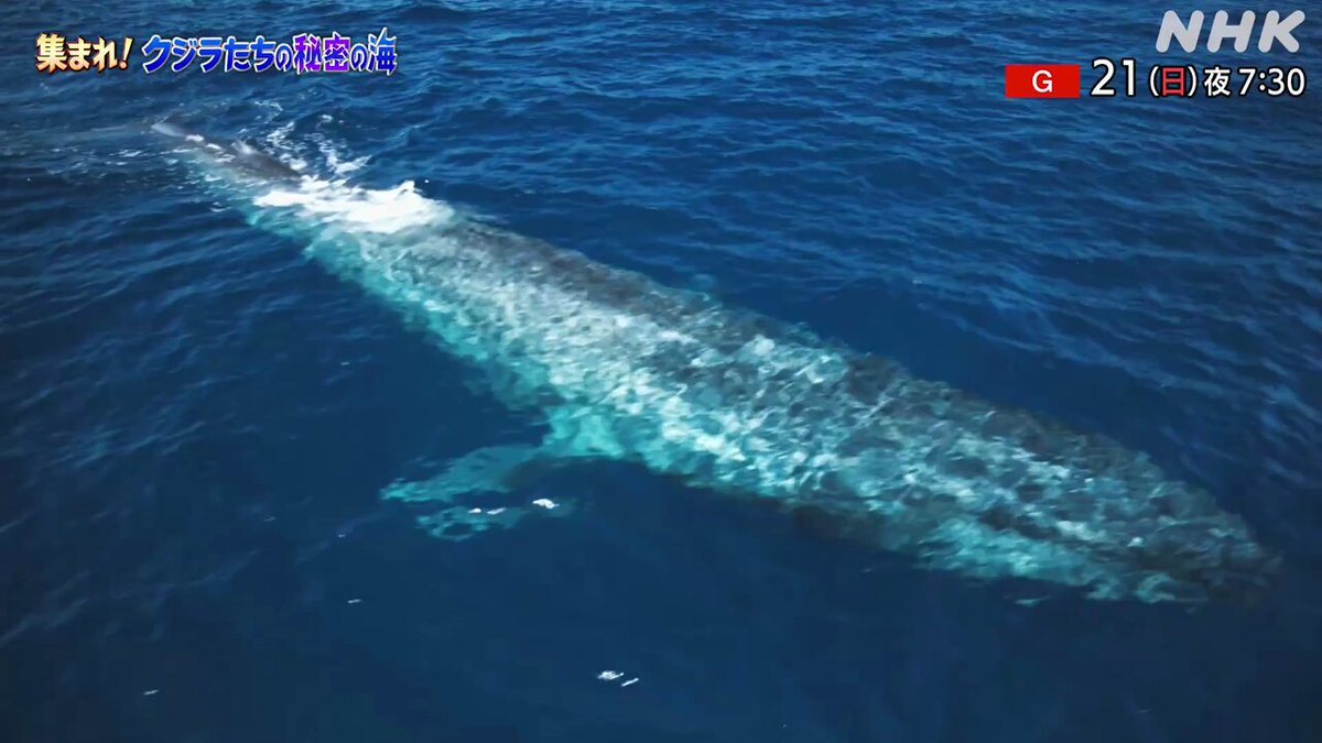 ダーウィンが来た！ (@nhk_darwin) / X
