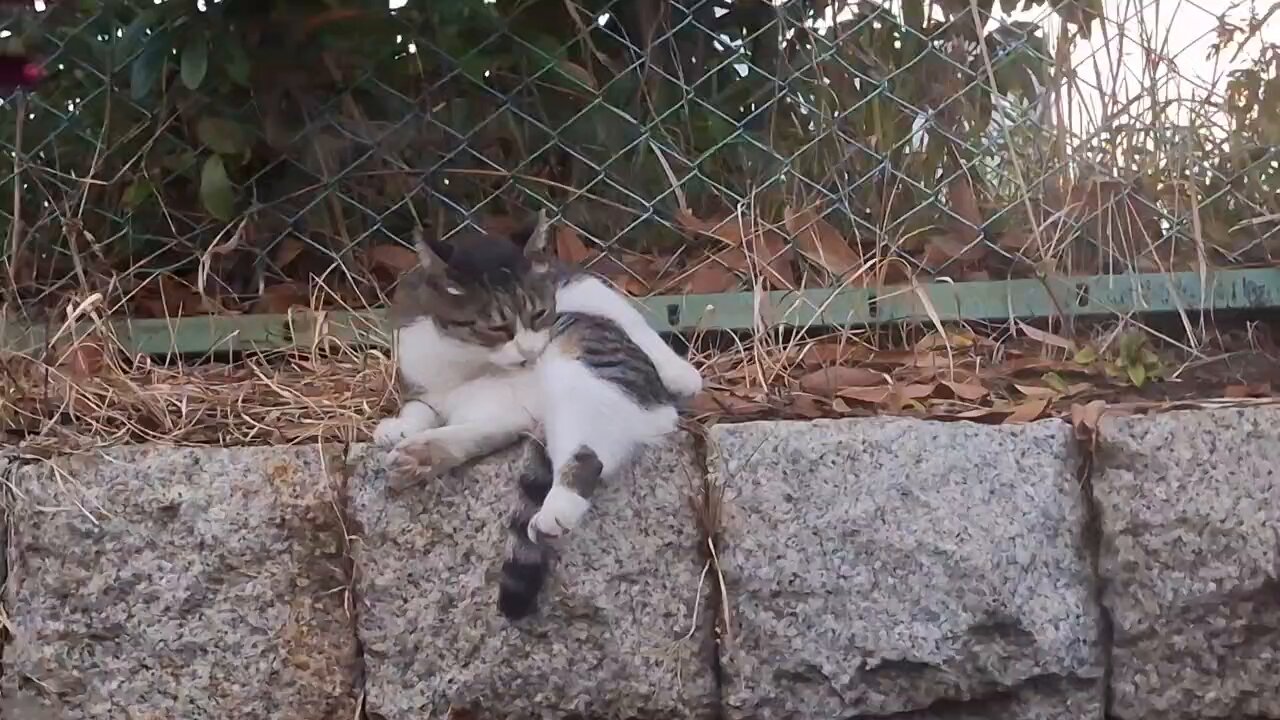 ねこ ペットプロ キャットタワー スイング 高さ38cm ねこがくれ 爪