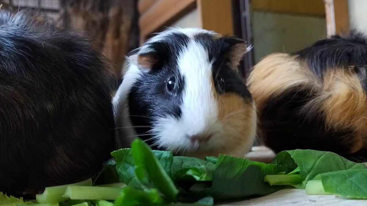 福山市立動物園[公式] on X: 