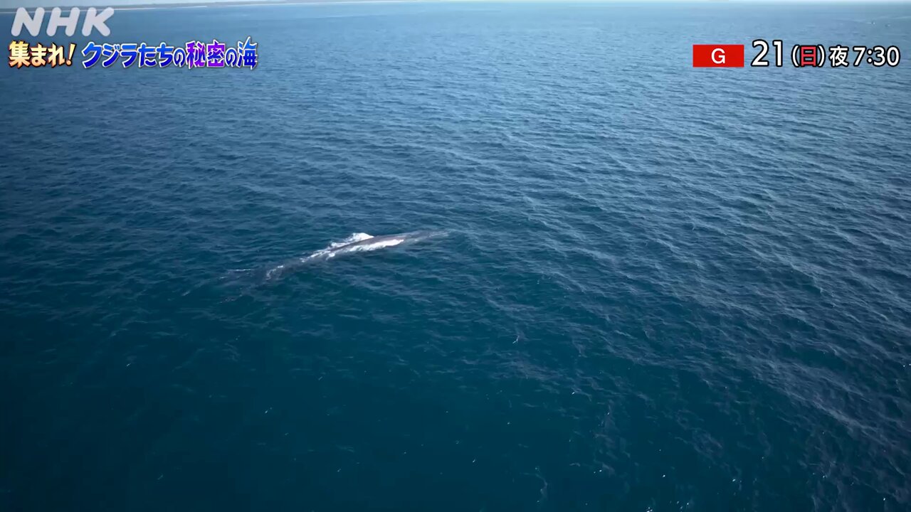 ダーウィンが来た！ (@nhk_darwin) / X