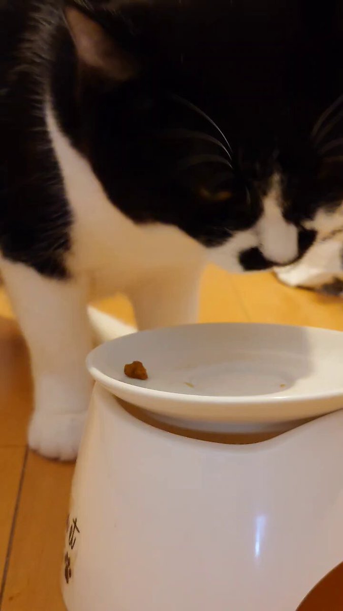 chica0726-cats&animals (@cats_chica0726) / X