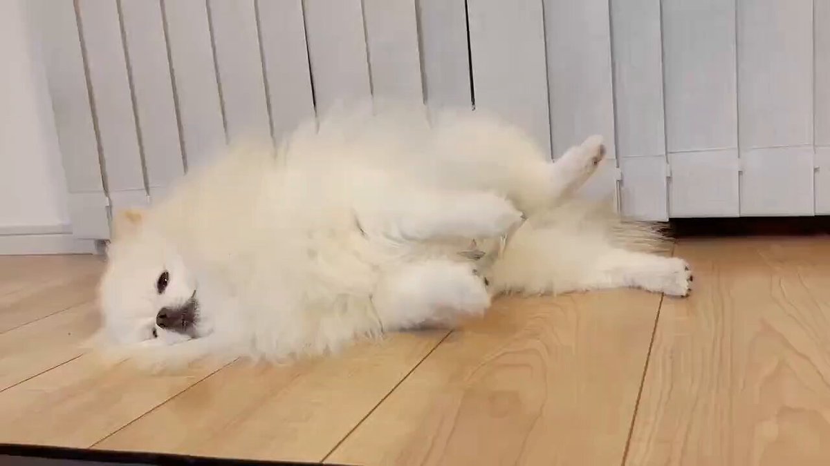 とらねこ おやすみ @tobineko_0 #猫 #cat #シャムミックス #シャムトラ #猫島