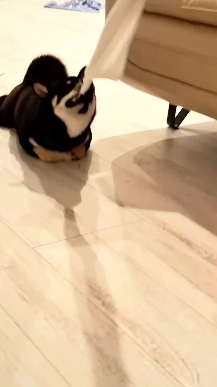 CHIEN様♡ありがとうございます♡ セラミミック on X: 