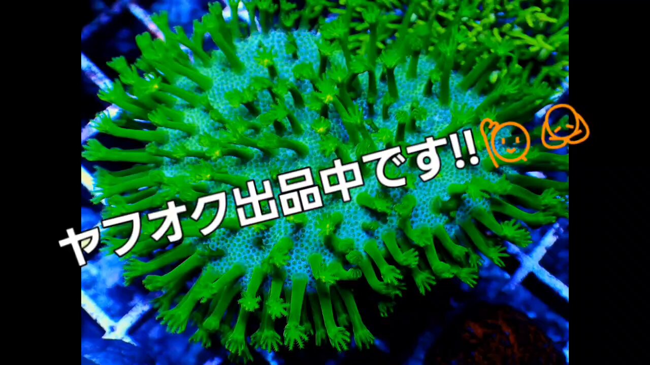 KYOUYA CORALS (@kyouya_Coral) / X