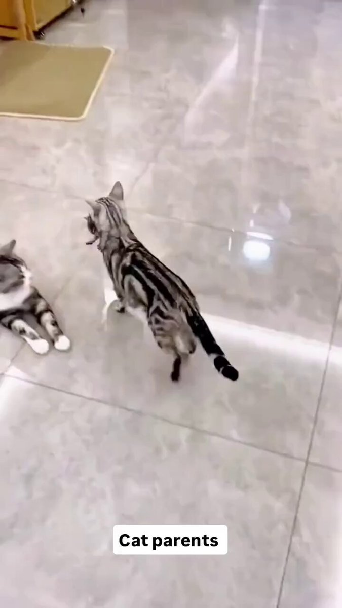 にゃんこママ様 36495-629-