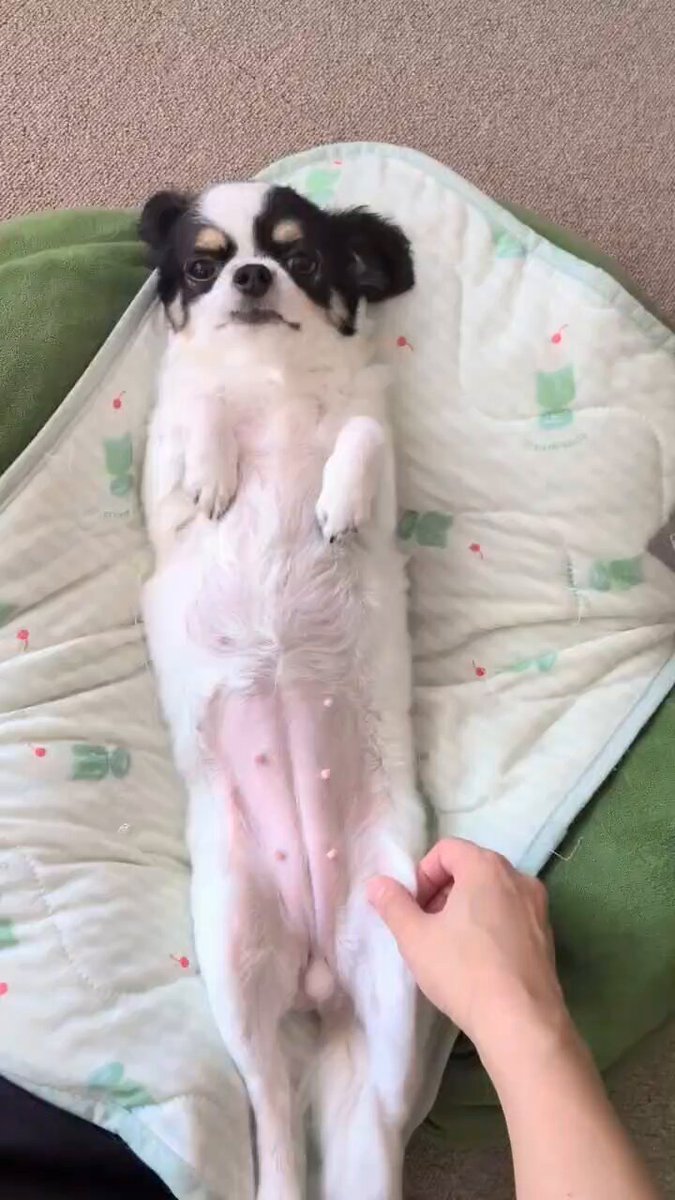犬用 (@Y6w1erIZKKgi9fE) / Posts / X