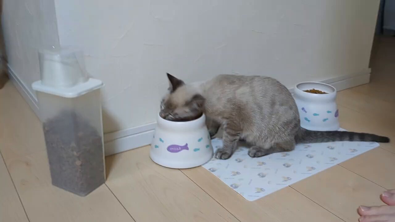 ネコ好きさん 猫好きが認めるネコ 5種セット CATS 5pcs | tonerico：tokyo hobb