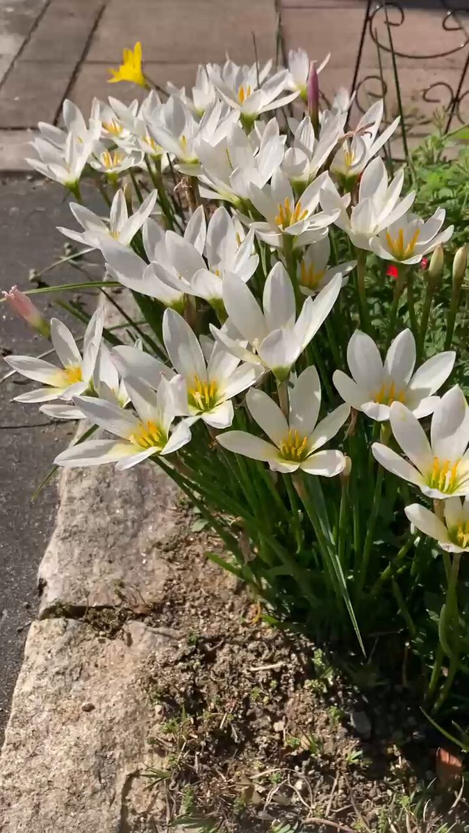 まめこ様専用木目込み　まり まめこ☆木目込み 手鞠 1884 まめこ様専用木目込み 手鞠 1884