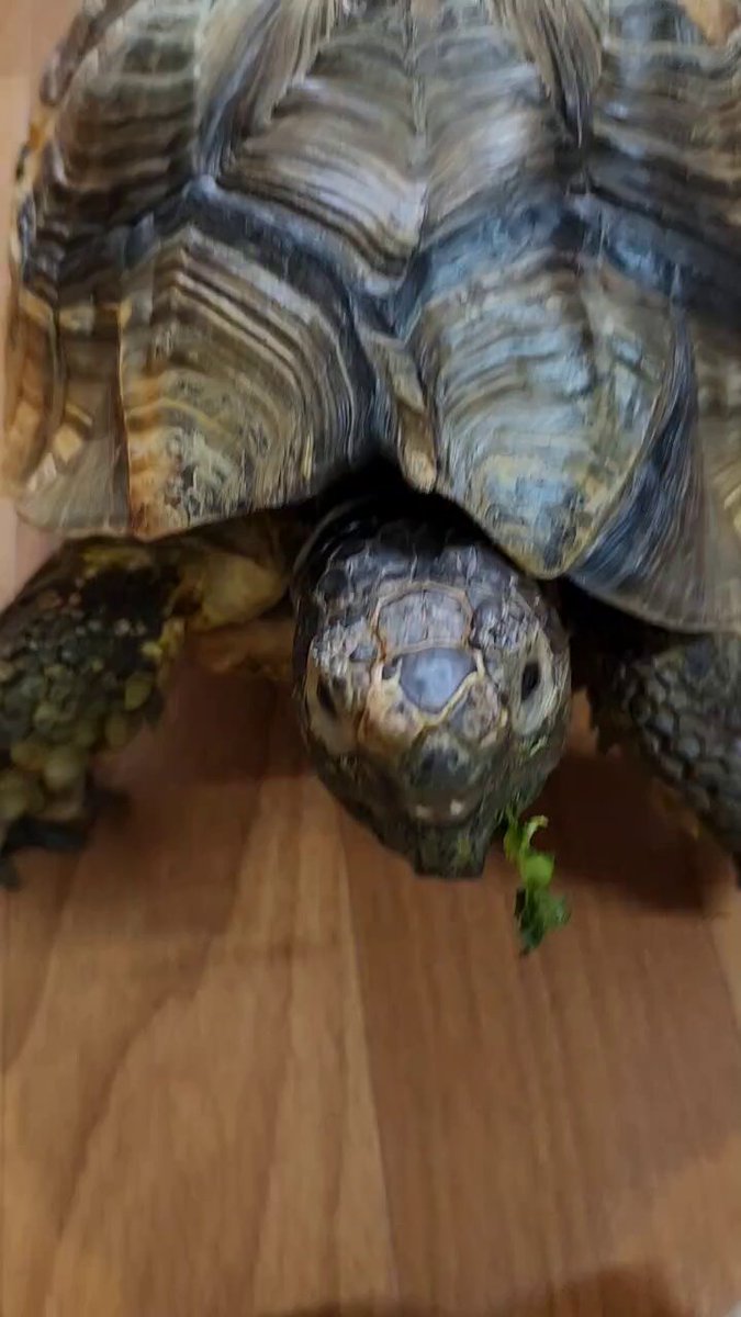 フチゾリリクガメ - Cerca / X