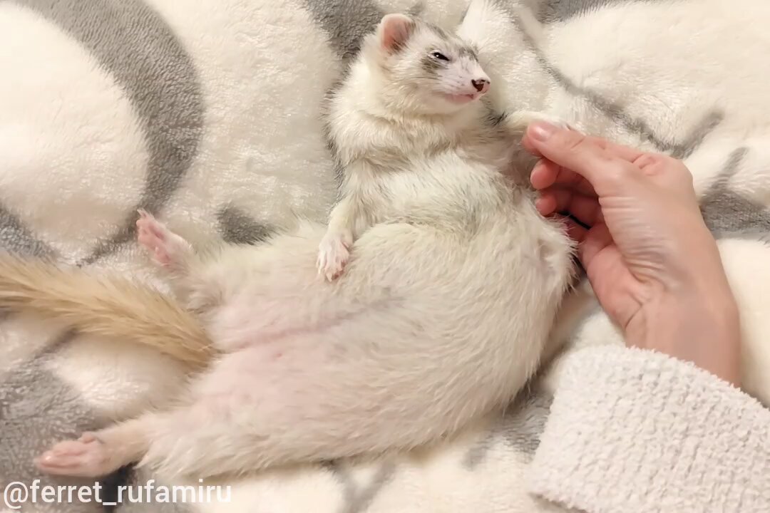 みず@フェレット (@ferret_rufamiru) / Posts / X