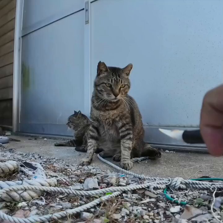 感動猫動画 on X: 