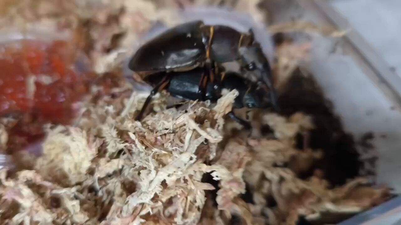 最強のカブトムシ☆クワガタマット作ってます