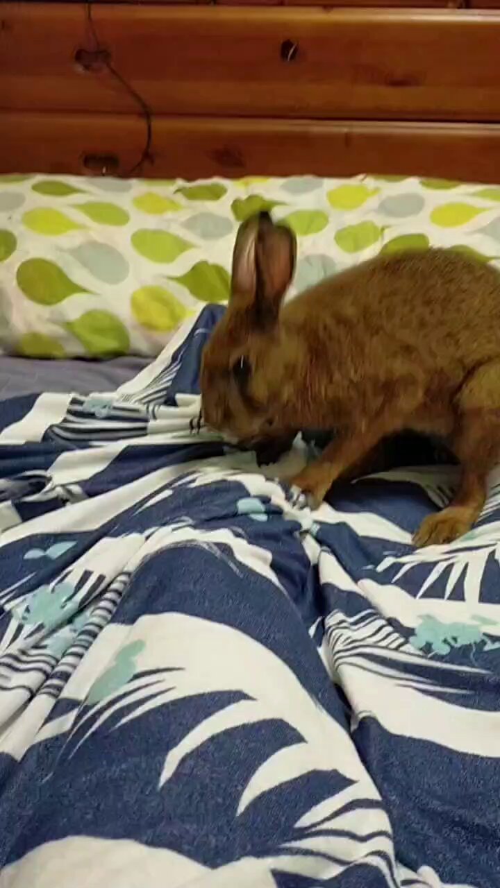 【野うさぎ♡】 ネザーランドドワーフ No.882 販売ベビー バニーファミリー横浜