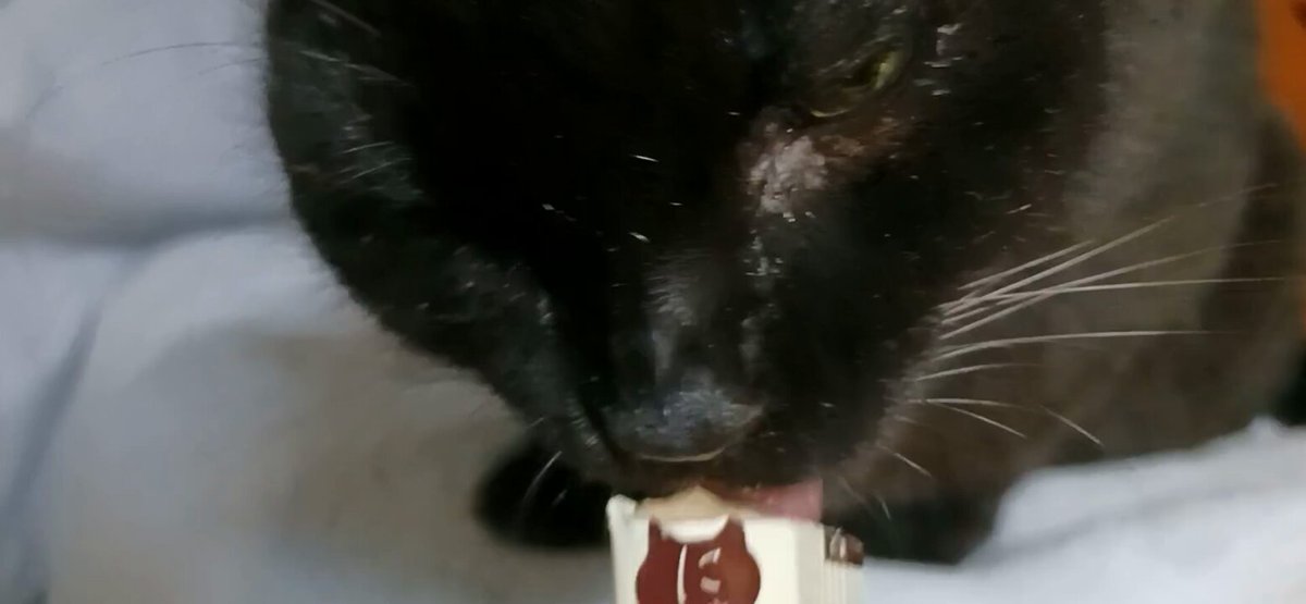 黒猫クロ (@touzainosaito3) / Posts / X