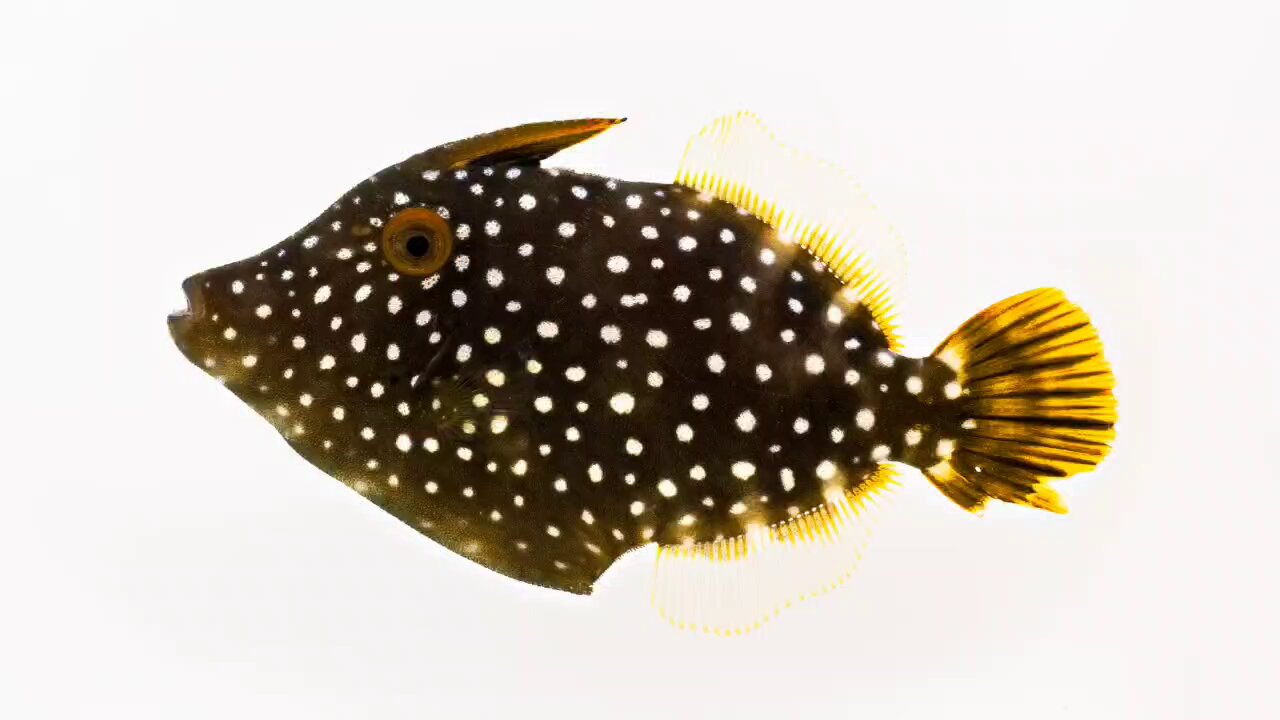 ❌水族館好き(❁ᴗ͈ˬᴗ͈)水族館の生き物 X