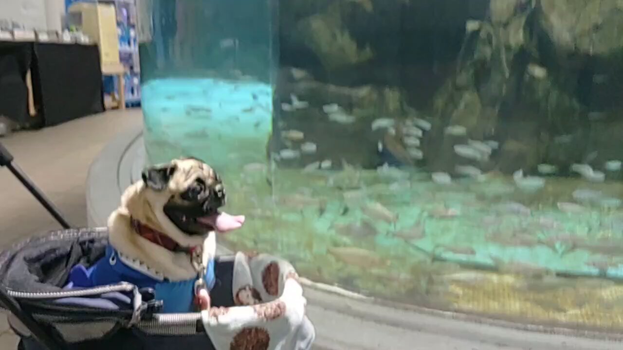 あきぱぐ PUGJYU パグ獣　３体セット あきぱぐ PUGJYU パグ獣 3体セット Amazon.co.jp: パグ獣 あき