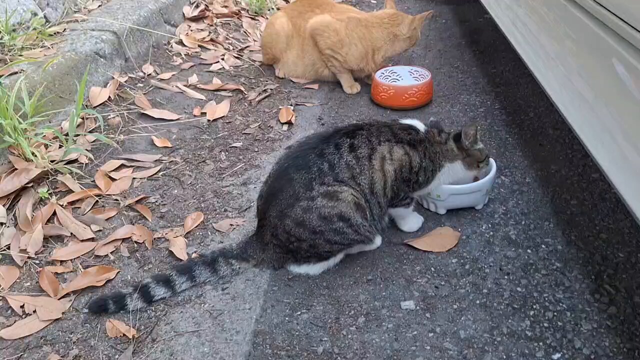 ねこ マザーガーデン さわってねこちゃん＆バスケット / Mother