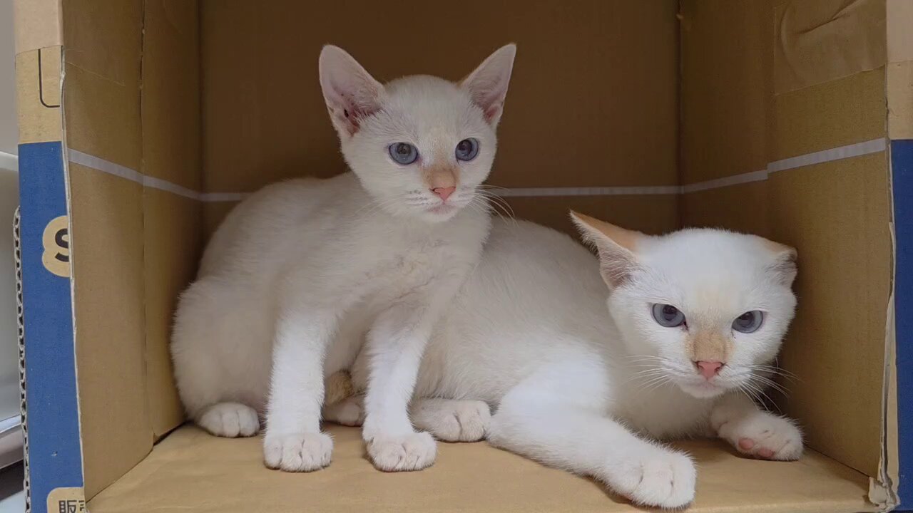 あちゃん様御予約❤ミーナちゃんと♡生後10日♡うるうるオメメの子猫ちゃん♡ まなあきちゃん御予約❤ちゅるんオメメの子猫ちゃん♡うるうる