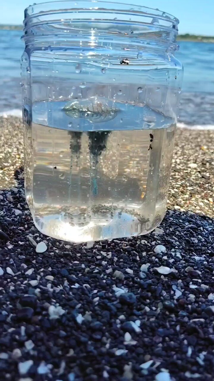 青と橙色のラインが美しいゾウムシ【標本】 青と橙色のラインが美しいゾウムシ【標本】 青と橙色のラインが