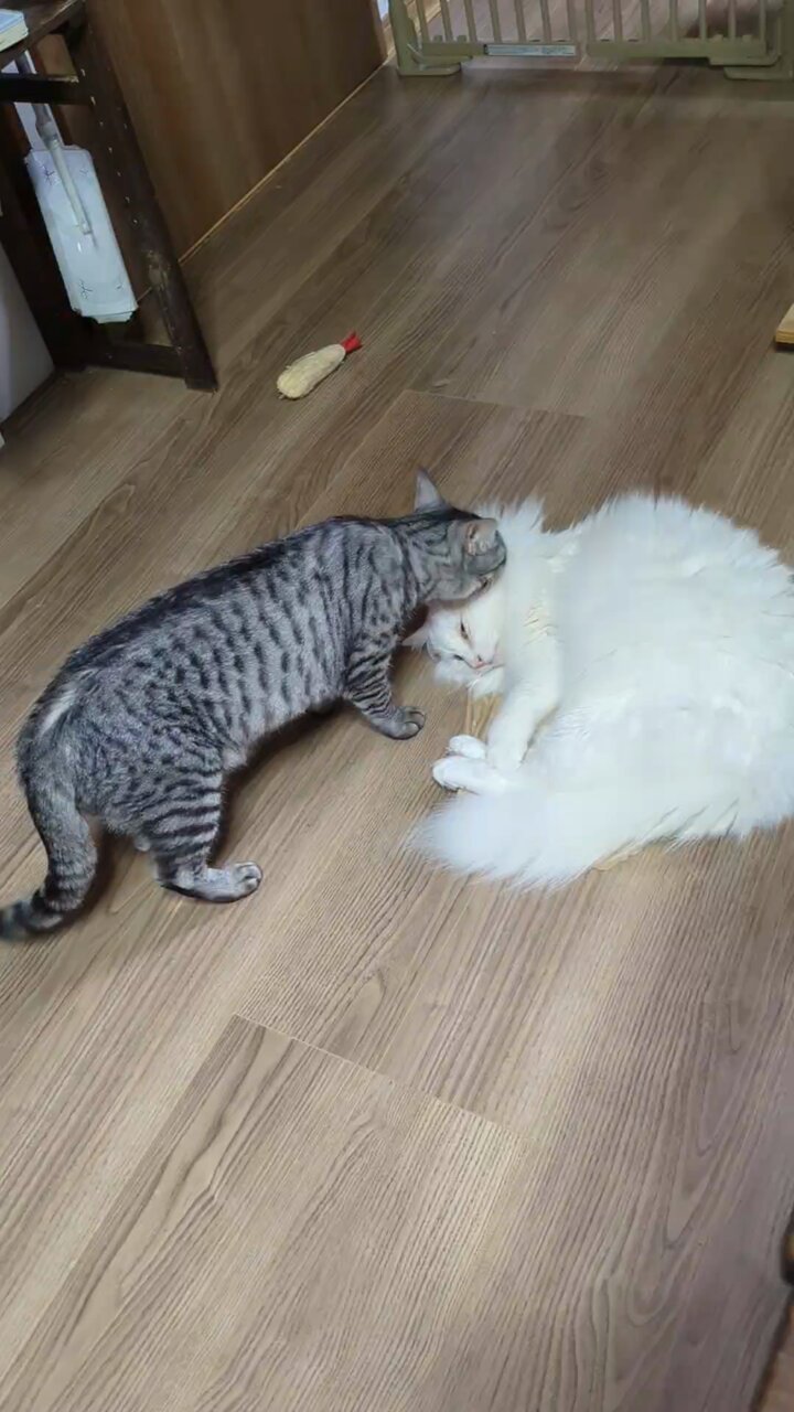 みつねこ。ページ♡ 🐱 #世界猫の日