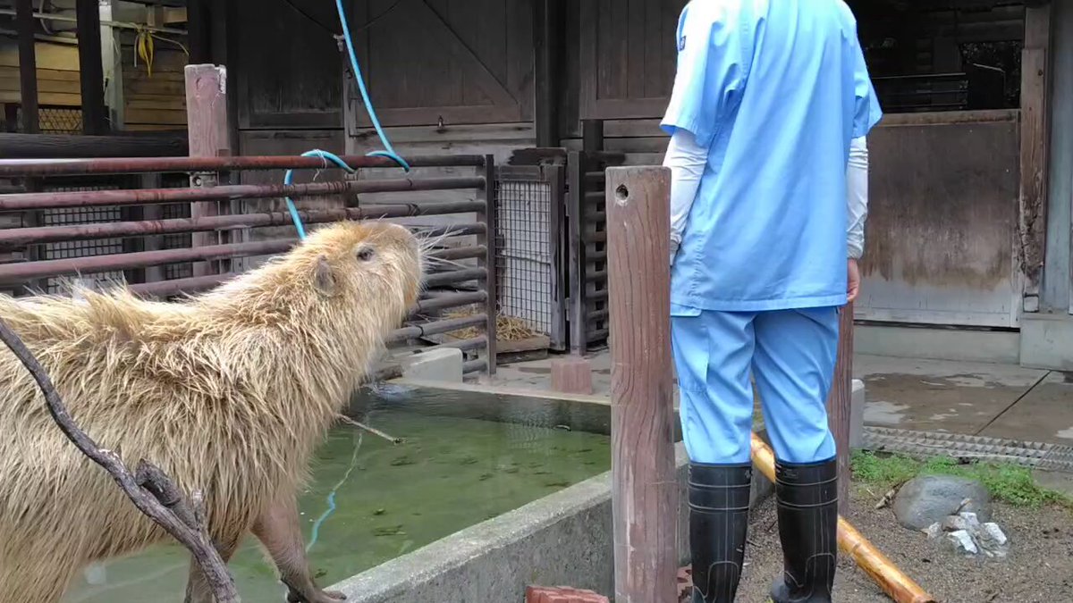 カピバラページ カピバラ Capybara | CapybaraJP | Flickr