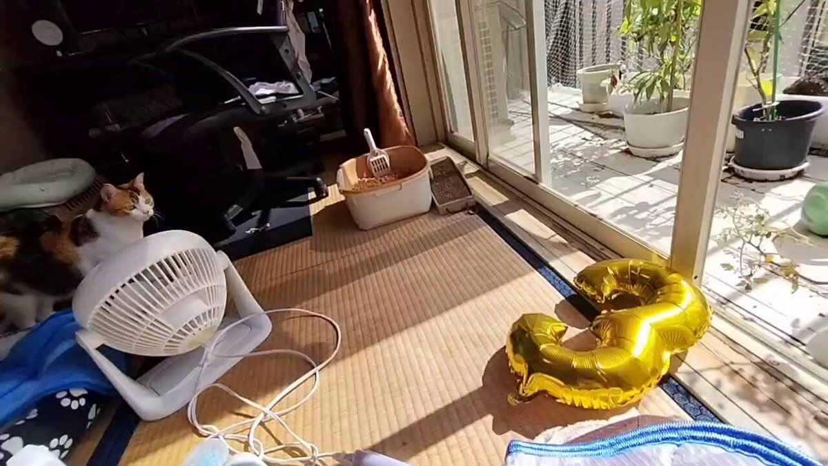 ヒコ(ΦωΦ)猫様との暮らし on X: 