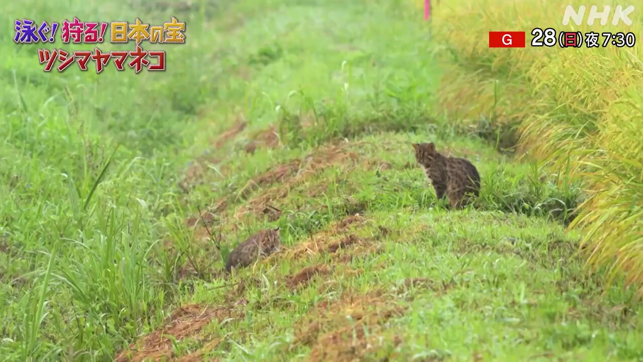 ダーウィンが来た！ (@nhk_darwin) / X