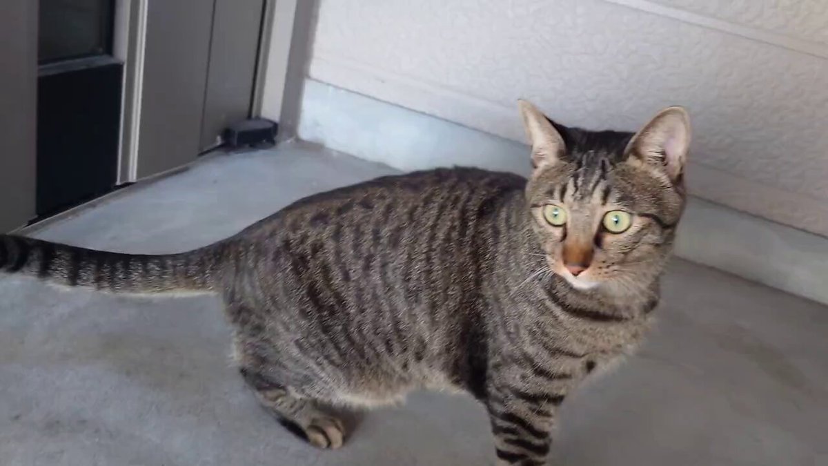 ねこ Amazon | MWPO 猫タワー 大型猫 シニア猫 据え置き 安定感 多頭