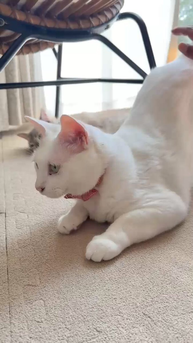 無重力猫ミルコのお家 (@ccchisa76) / X