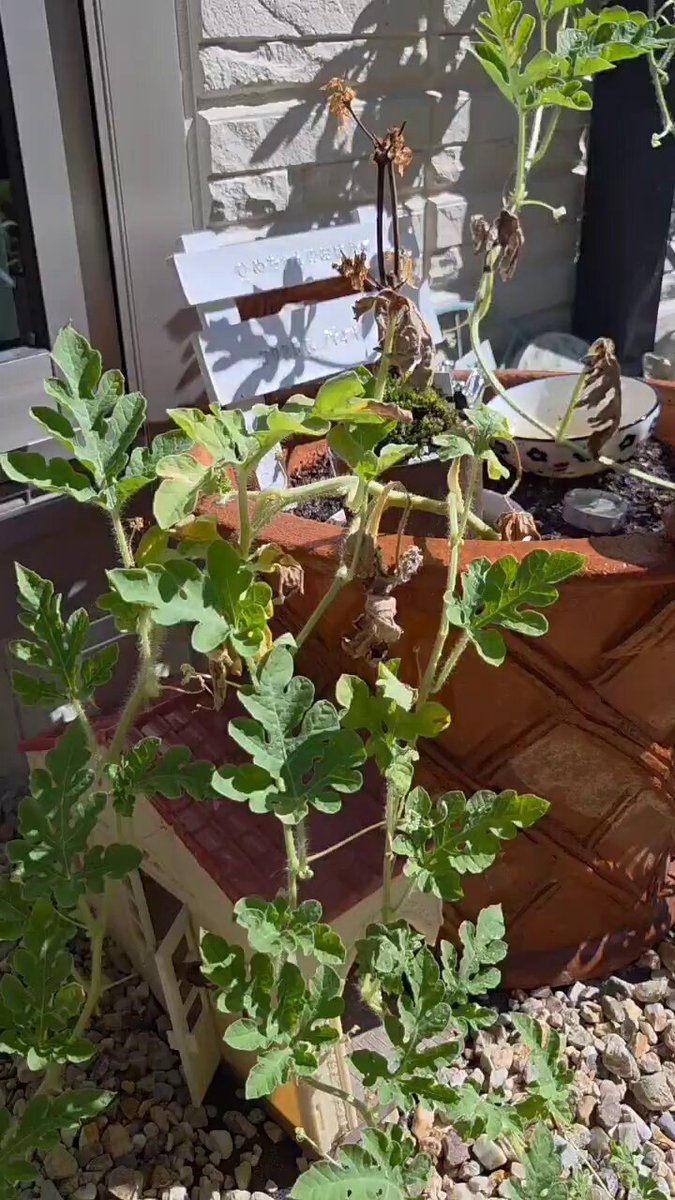 確認どうぞ♥西瓜の皮の色の斑入りです。 スイカ