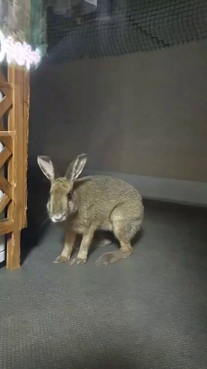 【野うさぎ♡】 野うさぎ🍫🐇 on X: 