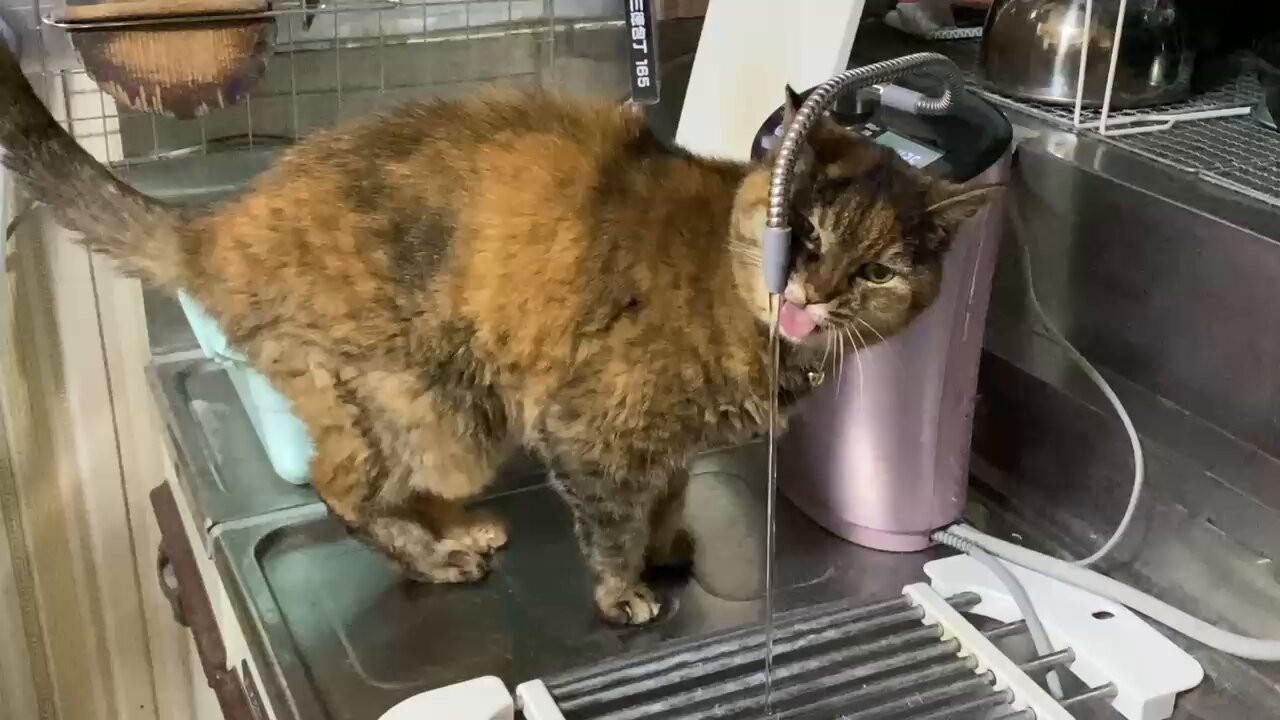 ねこ先輩 on X: 