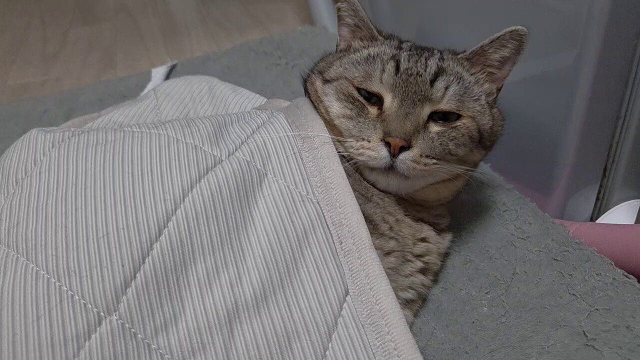猫千代　0127 猫千代 0127 カード検索 ｜ Z/X - Zillions of enemy X - ゼクス