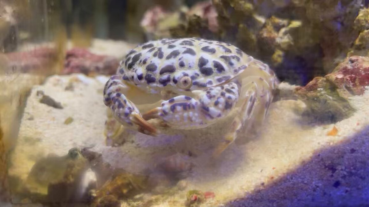 えびとカニ エビ・カニセットの通販・お取り寄せなら|北海道 旬の幸