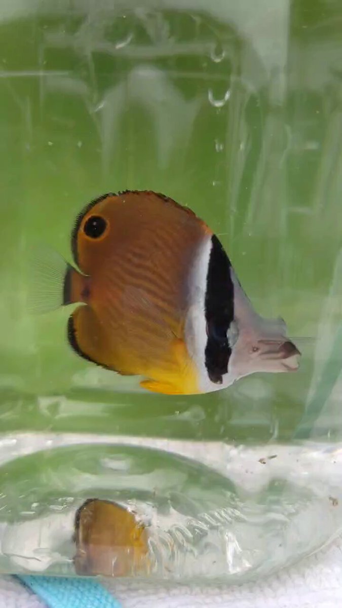 チョウチョウウオ