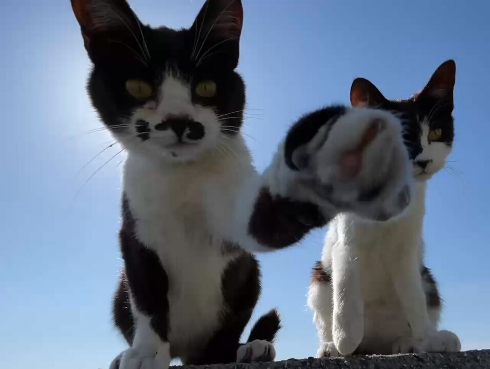 猫 The moment a cat farts 🐈💨 - YouTube