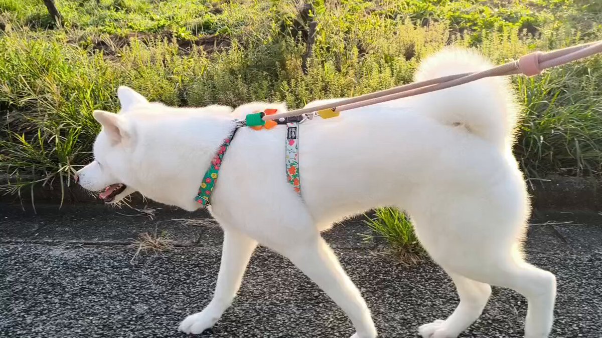 秋田犬 こまち日和 on X: 