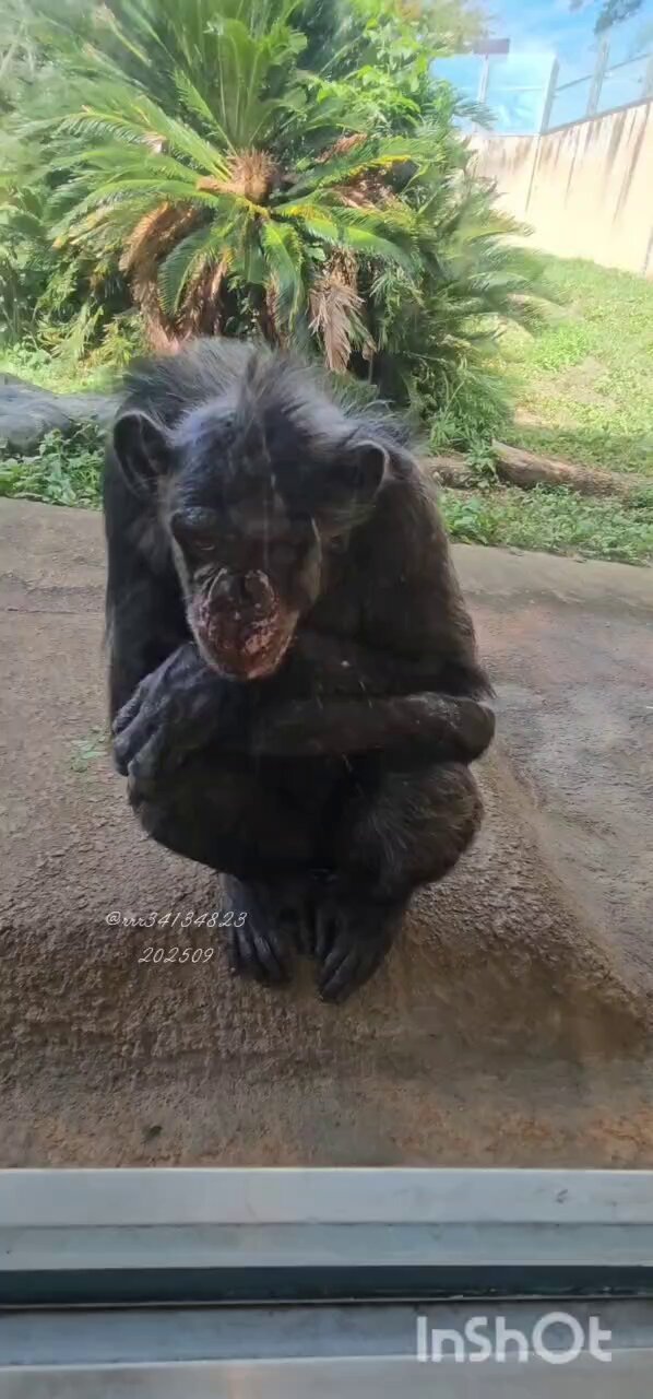 ⭐︎チンパンジー⭐︎ Ryu, please welcome Marimo. Higashiyama Zoo, Chimpanzee