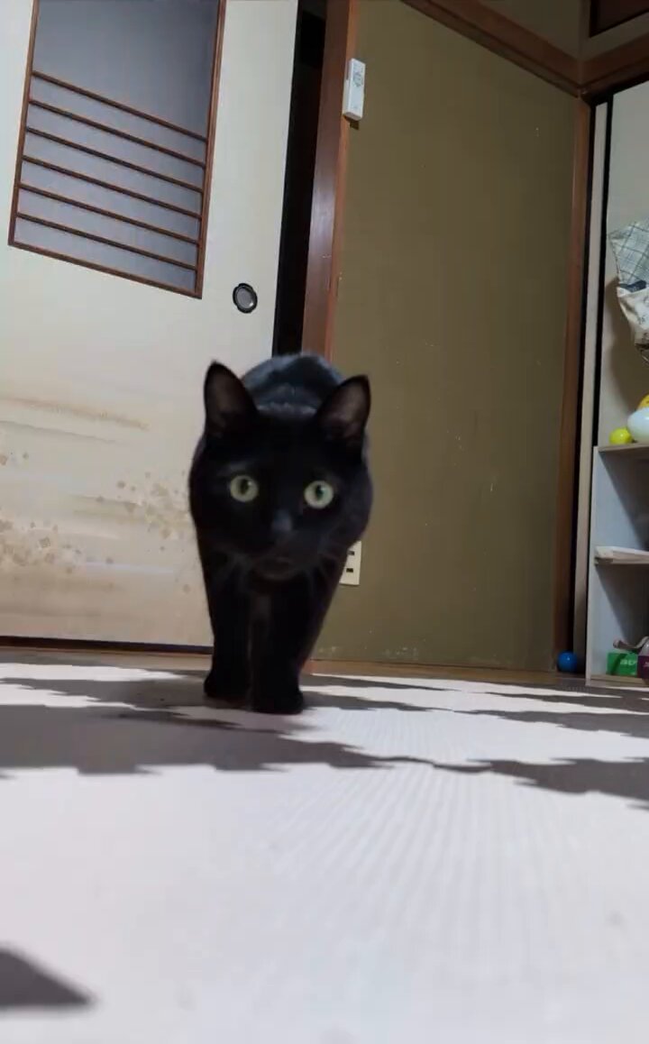 病み猫♡つぎはぎ猫♡黒 おは☀️ なかよち🫶🖤 毎日が一瞬で終わる😳 起きたら