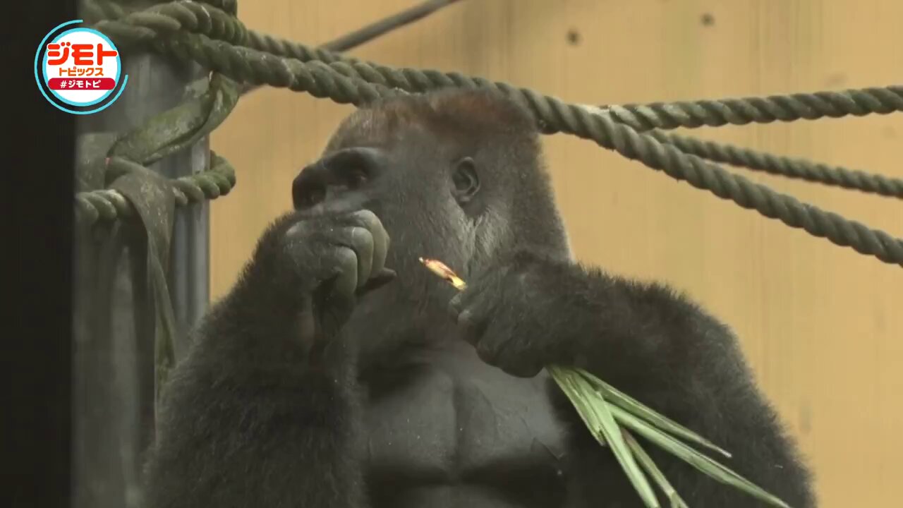 ゴリラゴリラゴリラ  Sumomo🩷 2023.11 #ゴリラ#ニシゴリラ #スモモちゃん #gorilla