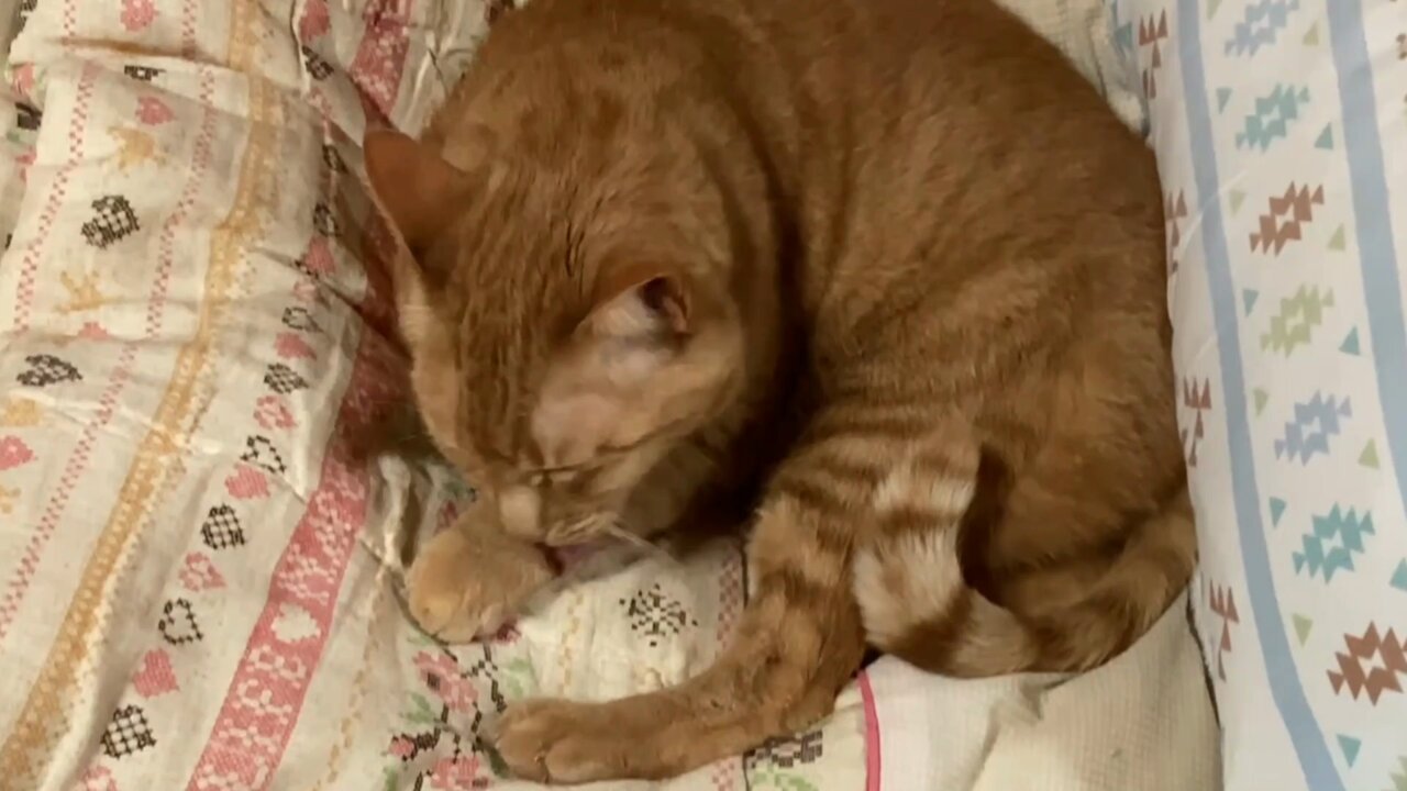 幸せの茶トラ ハッピーにゃんにゃん on X