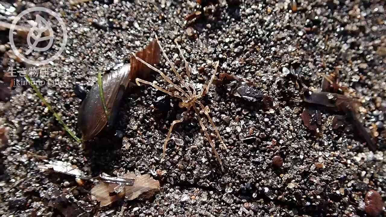 昆虫大系 虫よけ】高芝ギムネ製作所 イヤ～な虫の天敵 オニヤンマ兄弟