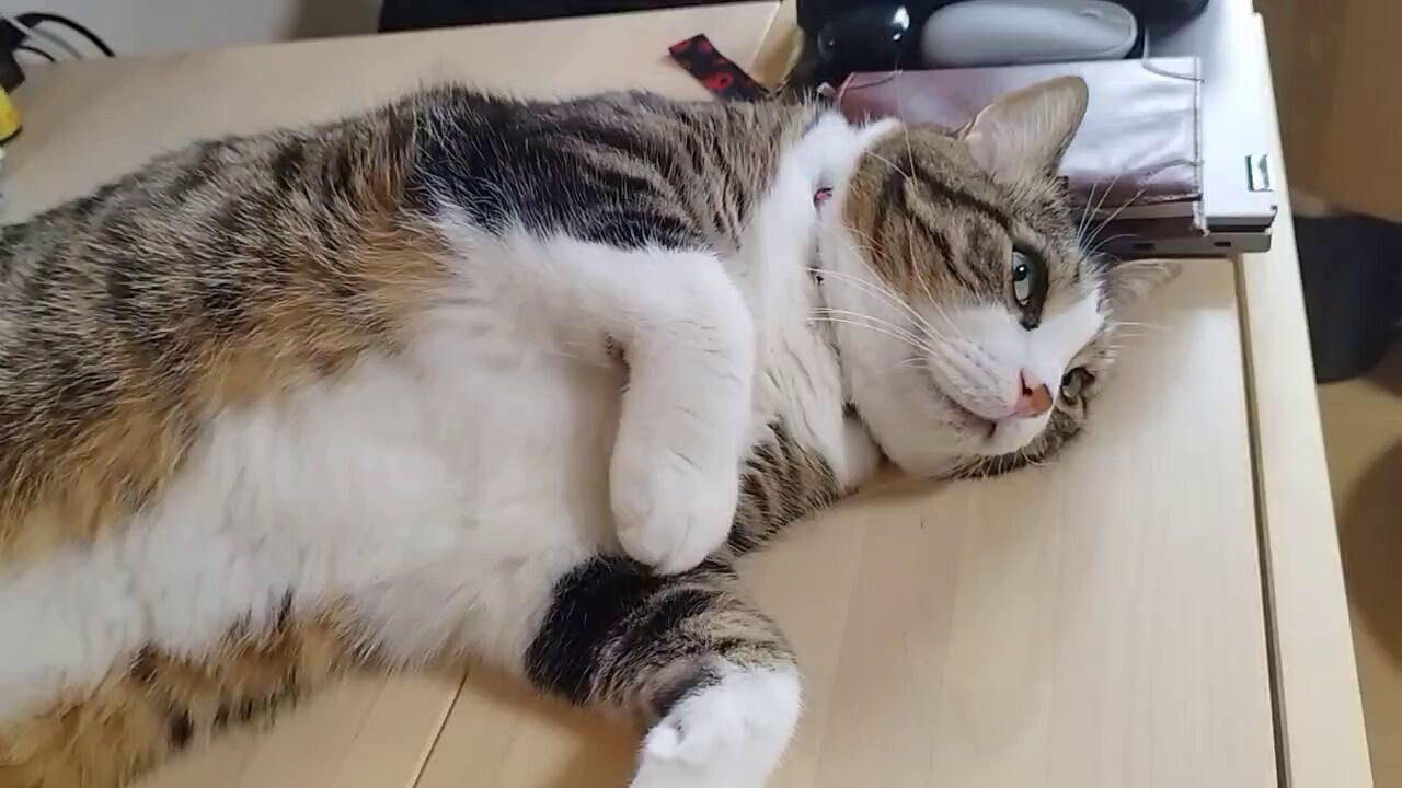 ねこのたいち on X: 