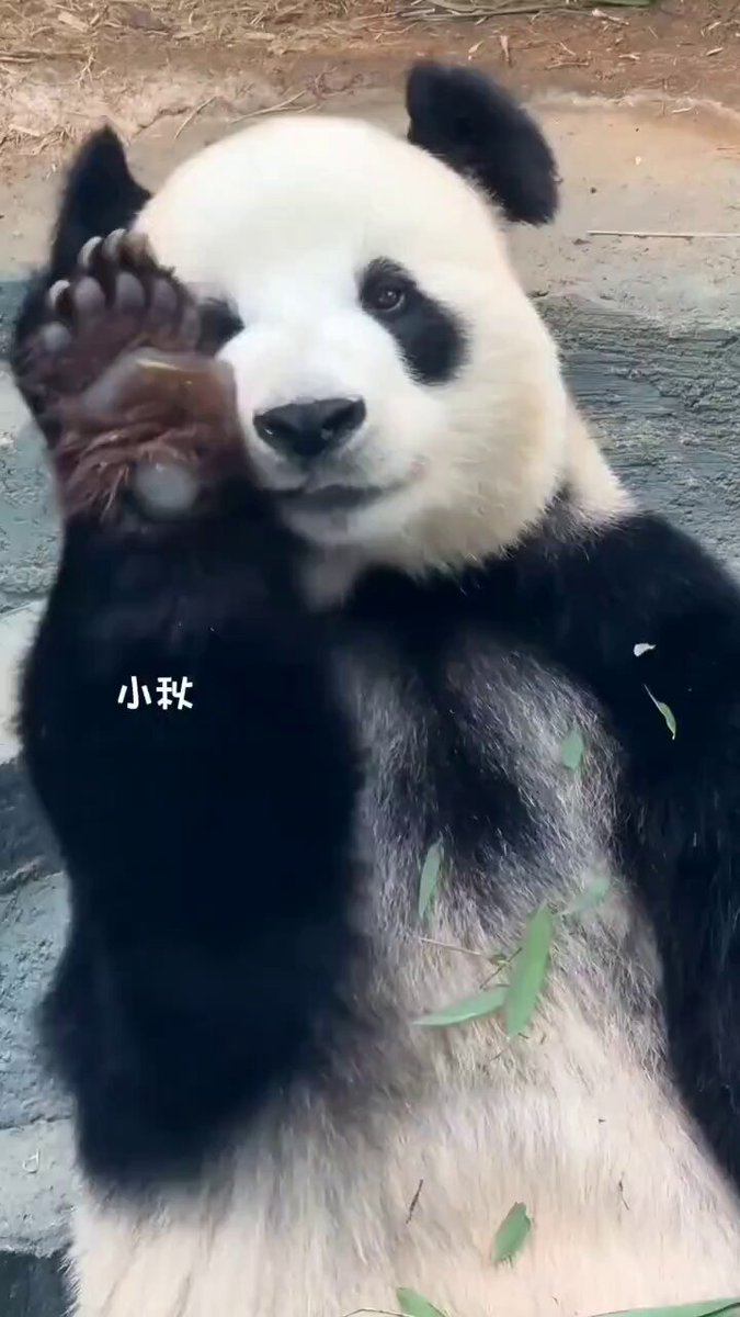 パンダLOVE パンダLOVE Panda Love - Reviews, Photos & Phone Number