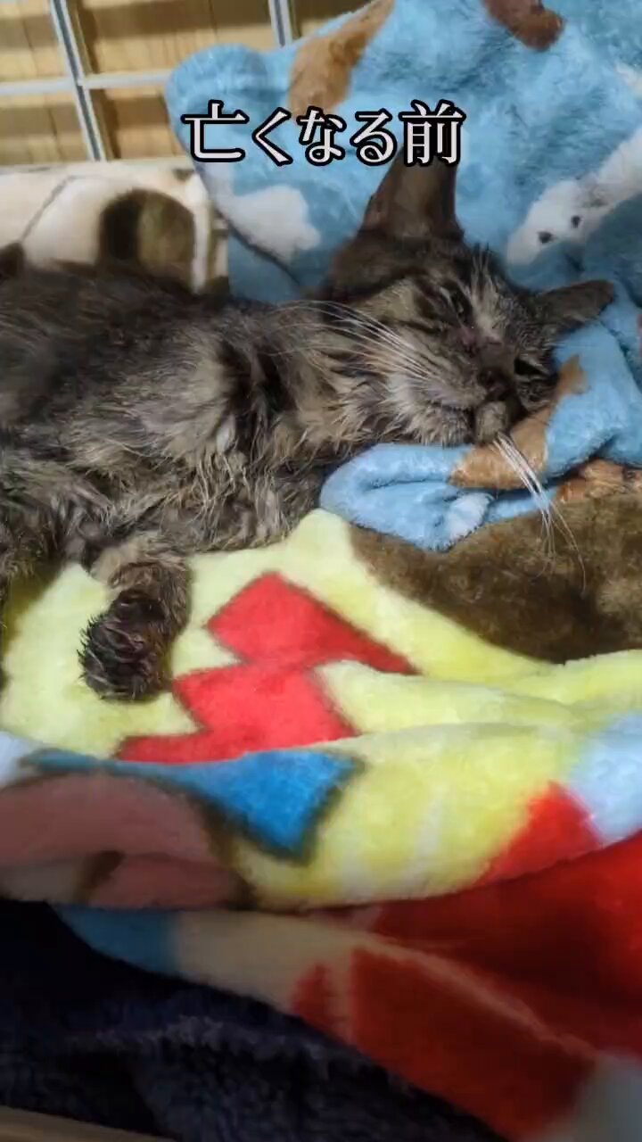 北名古屋さくら猫 on X: 