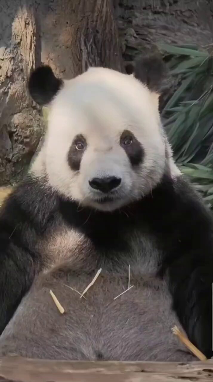 パンダLOVE パンダLOVE Panda Love - Reviews, Photos & Phone Number